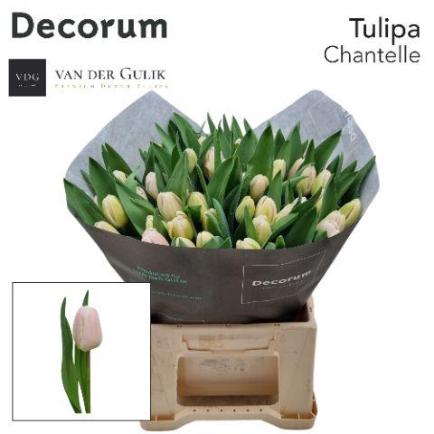 <h4>Tu En Chantelle 1x50 R</h4>