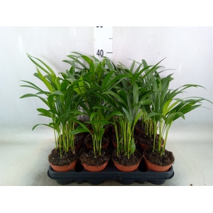 Dypsis lutescens   ...Chrysalidoca
