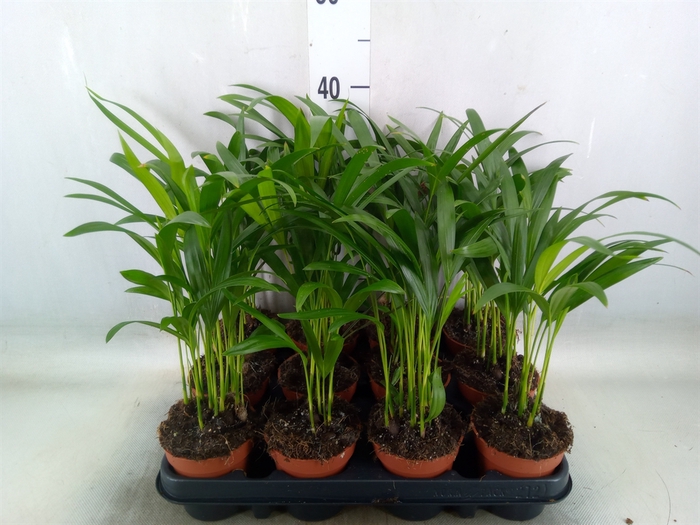 <h4>Dypsis lutescens   ...Chrysalidoca</h4>