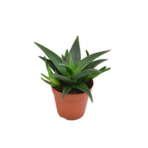 Haworthia pumila 'West Jogoo'