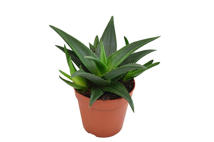 <h4>Haworthia pumila 'West Jogoo'</h4>