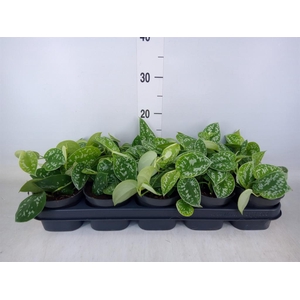 Scindapsus pictus 'Argyraeus'