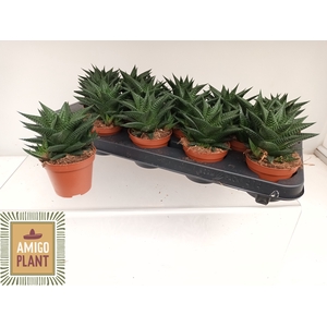 HAWO LIMIFOLIA