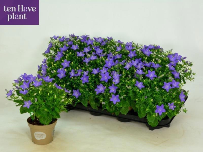 <h4>CAMP IS NAPOLI</h4>