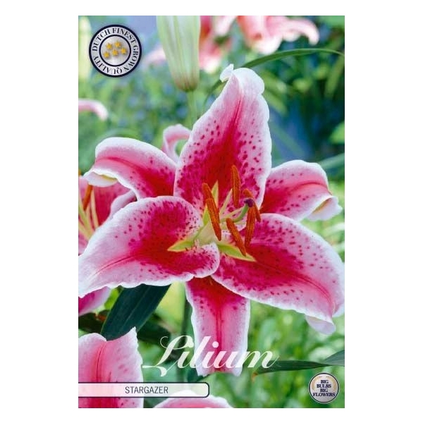 <h4>Lilium Oriental Stargazer x2 16/18</h4>