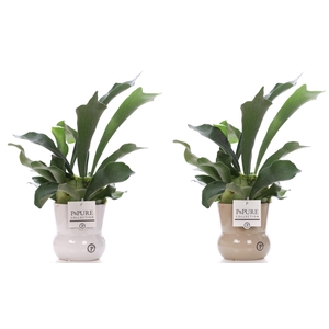 Platycerium Bif. in P&PURE Maxima ceramics ass.2