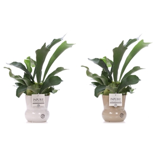 Platycerium Bif. in P&PURE Maxima ceramics ass.2