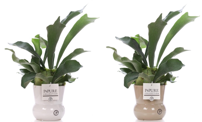 <h4>Platycerium Bif. in P&PURE Maxima ceramics ass.2</h4>