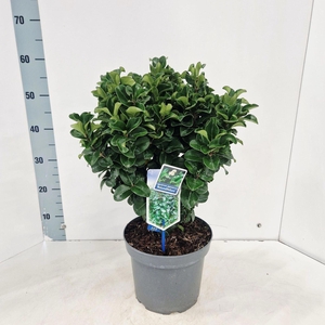 Ligustrum japonicum Rotundifolium