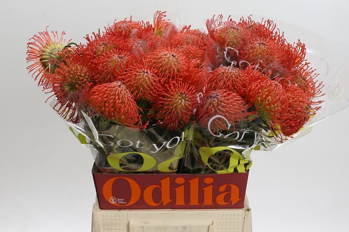 <h4>Nutans Succession</h4>