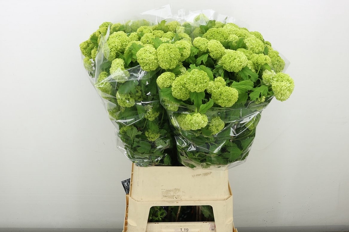 <h4>Viburnum Roseum St 4+</h4>