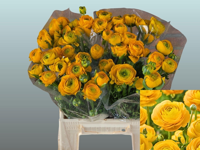 <h4>RAN AAZUR YELLOW</h4>