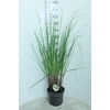 Cortaderia Selloana