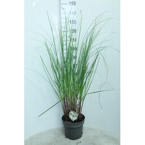 Cortaderia Selloana