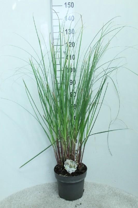 <h4>Cortaderia Selloana</h4>