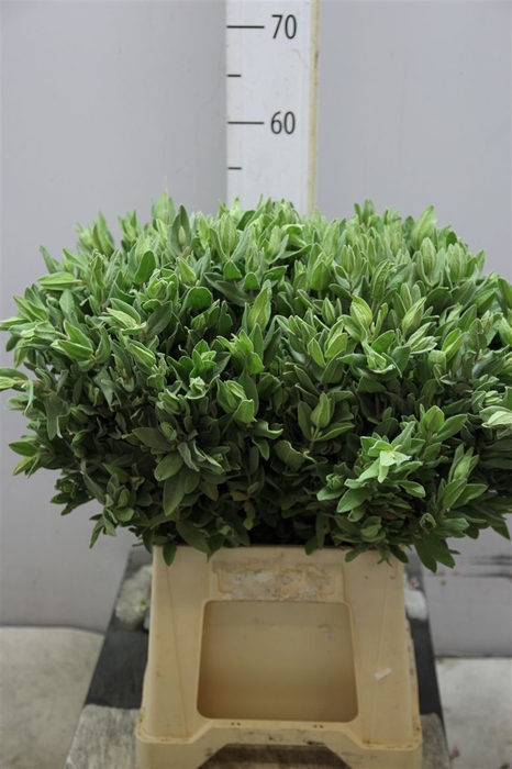 <h4>Salvia Leaf</h4>