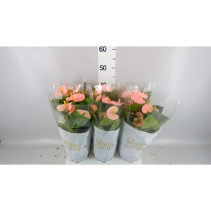 Anthurium andr. 'Spirit'