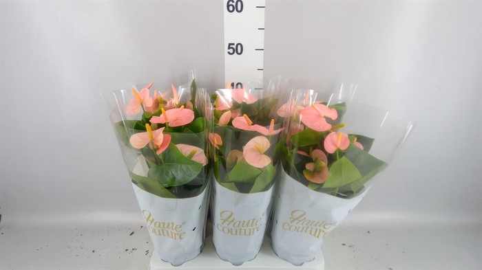 <h4>Anthurium andr. 'Spirit'</h4>