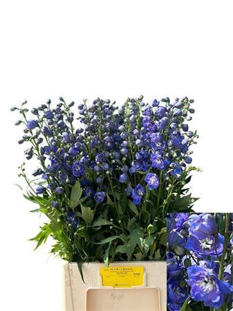 <h4>Delph Du Delphis Morning</h4>