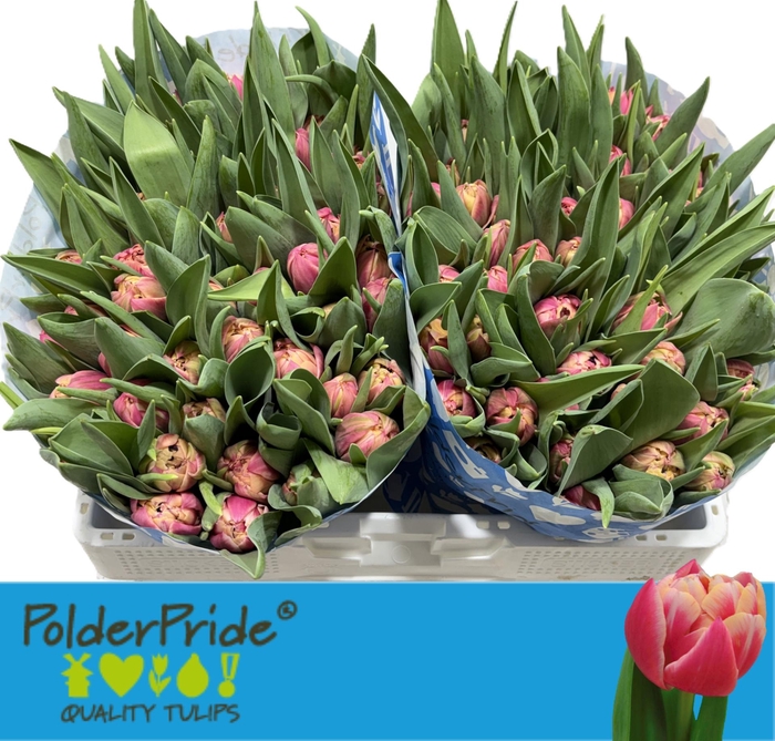 <h4>TU DU COLUMBUS</h4>