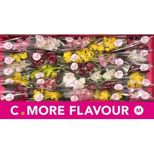 Mini cymbidium 'Mix 30' cm