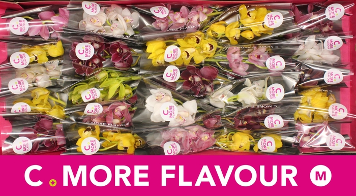 <h4>Mini cymbidium 'Mix 30' cm</h4>