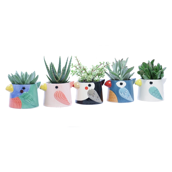 <h4>Succulent 8,5 cm in tanager bird planter</h4>