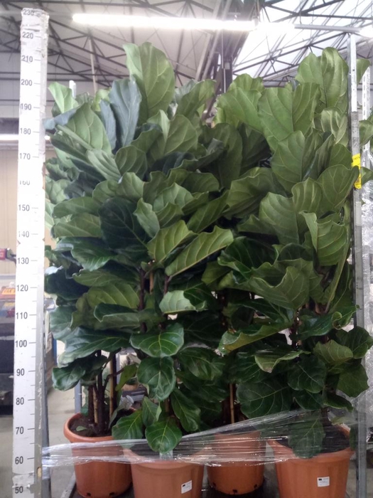 <h4>Ficus lyrata</h4>