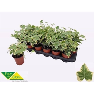 Hedera helix 'Goldchild'