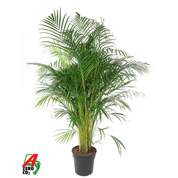 <h4>Chrysalidocarpus lutescens overig</h4>