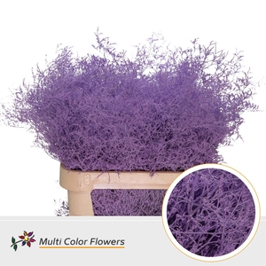 Limonium Beltlaard Milka