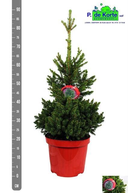 <h4>Picea abies 'Will's Zwerg'</h4>