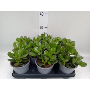 Crassula ovata