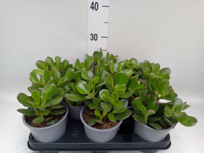 <h4>Crassula ovata</h4>