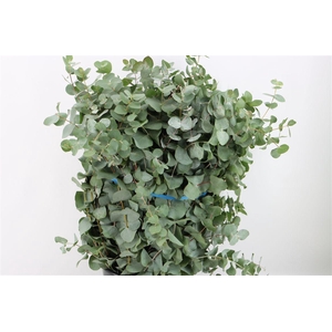 Euca Cinerea 300gr P Bunch