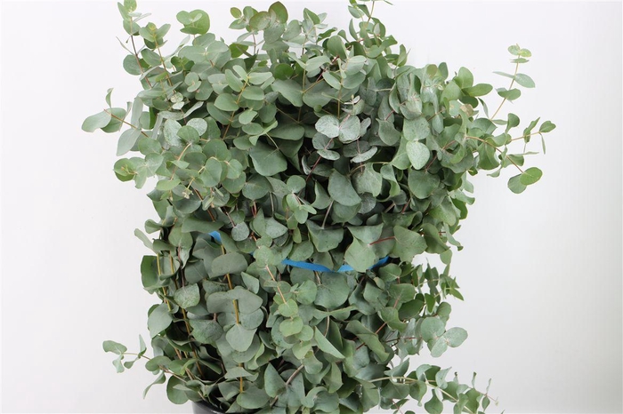 <h4>Euca Cinerea 300gr P Bunch</h4>