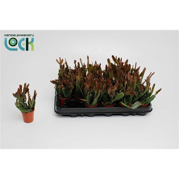 <h4>Rhipsalis agudoensis</h4>