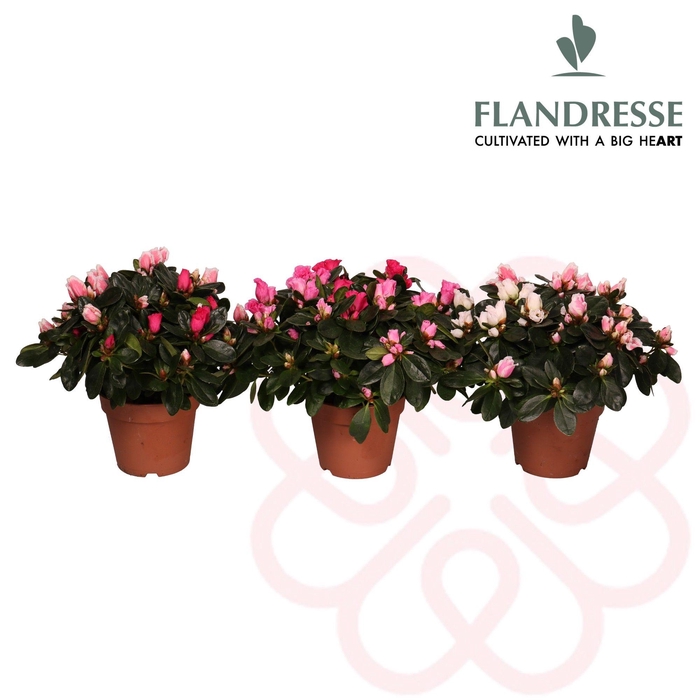 <h4>Azalea Flandresse® 'carnaval' 30 - 32 cm</h4>