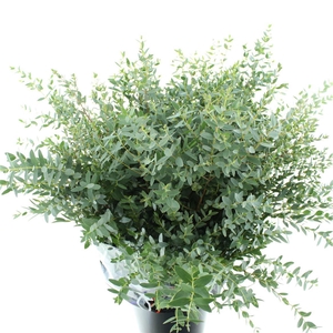 Euca Parvifolia 300gr * Premium France *