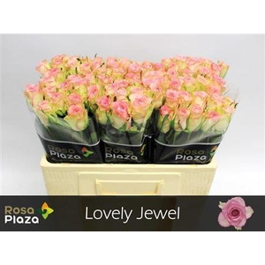 R Gr Lovely Jewel