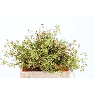 Euca Exotica Berry 35cm P Bunch