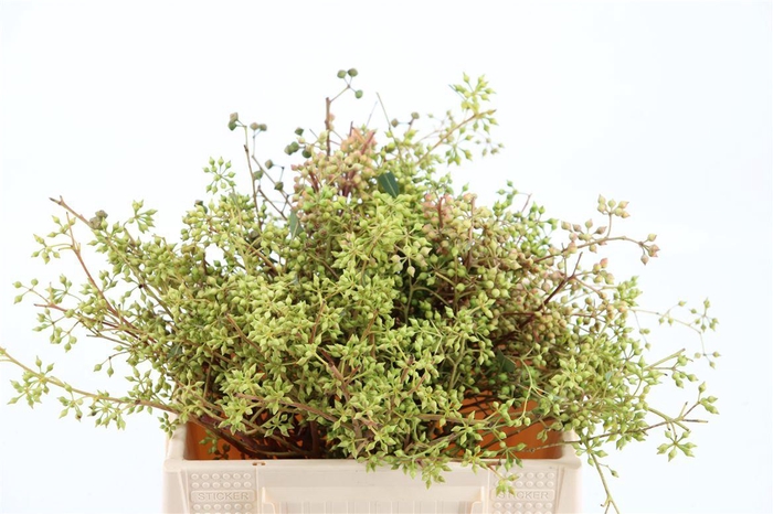 <h4>Euca Exotica Berry 35cm P Bunch</h4>