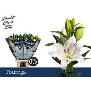 LI OR TOUREGA