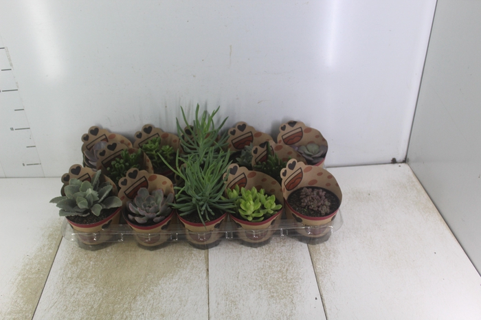 <h4>SUCULENTAS P11</h4>