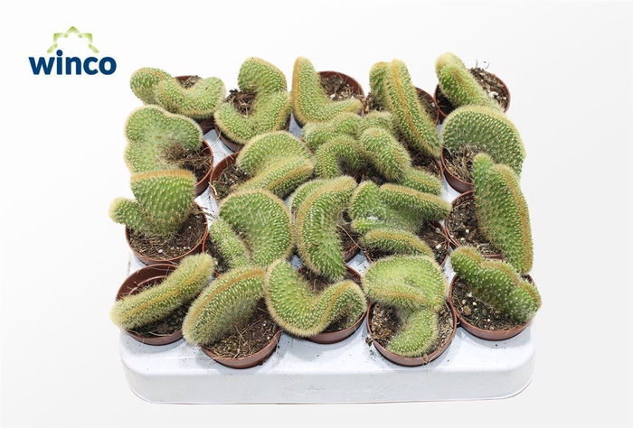 Weberbauerocereus Johnstonii Cristata