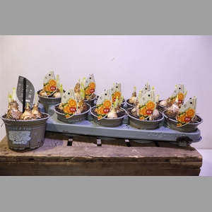 Narcis G Brigh Corsage