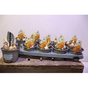 Narcis G Brigh Corsage