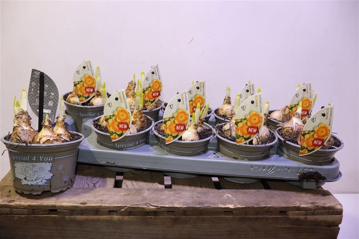 <h4>Narcis G Brigh Corsage</h4>