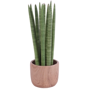 Sansevieria Cylindrica Straight 11 Leaf in Ø11cm Ceramic NT565