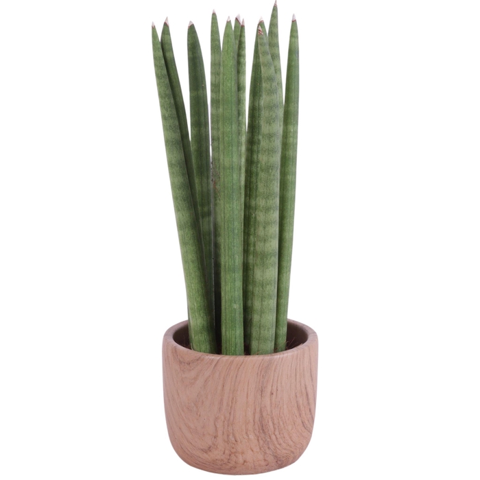 <h4>Sansevieria Cylindrica Straight 11 Leaf in Ø11cm Ceramic NT565</h4>